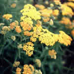 Achillea ptarmica 'Terra Cotta'
