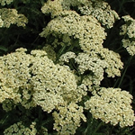 Achillea millefolium'Hoffnung'