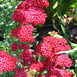 Achillea millefolium 'Heidi'