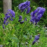 Aconitum carmichaelii 'Barker's Variety'