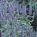 Agastache