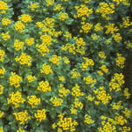 Ajania pacifica ‘Gold and Silver’