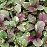 Ajuga reptans 'Burgundy Glow'