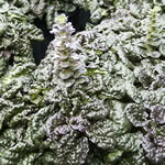 Ajuga pyramidalis 'Metallica Crispa'