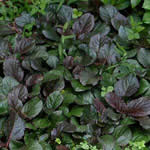 Ajuga reptans 'Jungle Beauty'