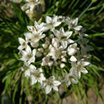 Allium tuberosum