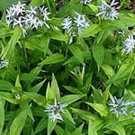 Amsonia tabernaemontana