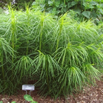 Amsonia hubrechtii