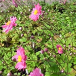 Anemone hybrida 'Hadspen Abundance'