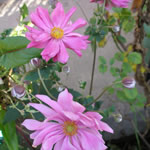 Anemone hybrida 'Mont Rose'