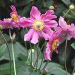 Anemone hupehensis 'Prinz Heinrich'