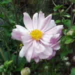 Anemone hybrida 'Konigin Charlotee'