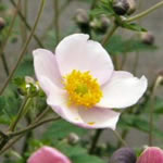 Anemone vitifolia 'Robustissima'