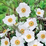Anemone hybrida 'Avalanche'