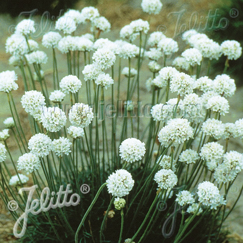 Armeria maritima 'Alba'