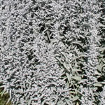 Artemisia ludoviciana 'Silver King'