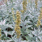 Artemisia ludoviciana 'Valerie Finnis'