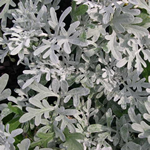 Artemisia stelleriana 'Silver Brocade'