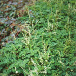 Aruncus aethusifolius