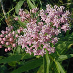 Asclepias incarnata