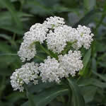 Asclepias incarnata 'Ice Ballet'