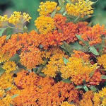 Asclepias tuberosa 'Gay Butterflies'