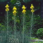 Asphodeline lutea