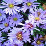 Aster dumosus 'Lady in Blue'