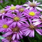 Aster dumosus 'Nesthakchen'