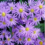 Aster dumosus 'Professor Anton Kippenberg'
