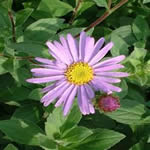 Aster frikartii 'Wunder von Staefa''