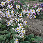 Aster macrophyllus