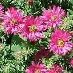 Aster novae-angliae 'Andenken an Alma Potschke'
