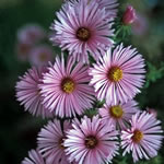 Aster novae-angliae 'Harrington's Pink'