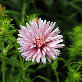 Aster novae-angliae 'Rudelsburg'