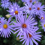 Aster oblongifolius 'October Sky'