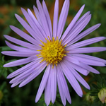 Aster oblongifolius 'Raydon's Favorite'