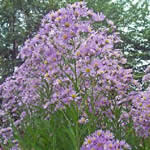 Asteromoea mongolica (Kalimeris m. )