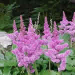 Astilbe chinensis