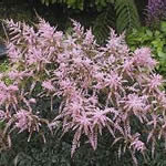 Astilbe simplicifolia hybrid 'Hennie Graafland'
