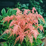 Astilbe simplicifolia hybrid 'Straussenfeder'