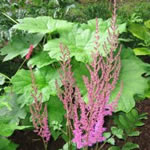 Astilbe 'Superba'