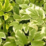 Aegopodium podagraria 'Variegatum'