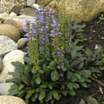 Ajuga tenorii 'Chocolate Chip'