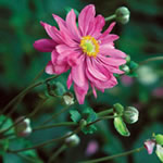 Anemone hybrida 'Bressingham Glow'
