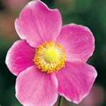 Anemone hupehensis 'September Charm'
