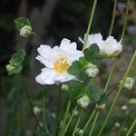 Anemone hybrida 'Whirlwind'