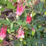 Aquilegia canadensis 'Little Lanterns'