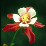 Aquilegia caerulea 'Rotstern'