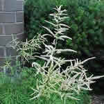Aruncus dioicus 'Kneiffii'